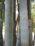 Blue Bamboo (Barbie Bamboo) / Bambusa chungii var. Barbellata